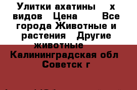 Улитки ахатины  2-х видов › Цена ­ 0 - Все города Животные и растения » Другие животные   . Калининградская обл.,Советск г.